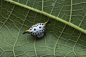 Togacantha spider (Togacantha nordviei), Mabira forest, Uganda