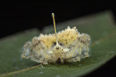 Orb-weaver spider (Acantharachne sp), Mabira-forest, Uganda