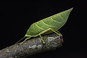Leaf Katydid (Tettigoniidae sp), Mabira forest, Uganda
