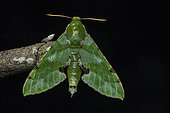 Verdant hawk (Euchloron megaera), Mabira forest, Uganda