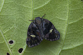 Planthopper (Epitemna sp), Mabira NP, Uganda