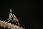 Orb-weaver spider (Poltys sp) furcifer in situ, Mabira forest , Uganda