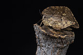 Leaf-mimicking katydid (Typophyllum glabrifrons), Mabira forest, Uganda