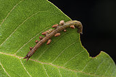 Geometer moth (Geometridae sp) parasitized caterpillar in situ, Mityana, Uganda