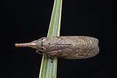 Planthopper (Zanna tenebrosa), Mityana, Uganda