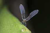 Derbid Planthopper (Derbidae sp), Mabira NP, Uganda