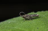 Leafhopper (Wolfella sp) in situ, Mabira NP, Uganda