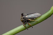 Horned Treehopper (Trioxyphus sp), Mabira NP, Uganda