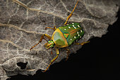 Flower chafer (Stephanorrhina tibialis), Mabira forest, Uganda