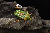 Flower chafer (Stephanorrhina tibialis), Mabira forest, Uganda