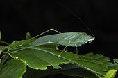 Katydid Bushcricket (Tettigoniidae sp), Mpanga forest, Uganda