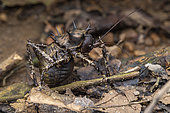 Thorny Bushcricket (Cosmoderus sp) in situ, Mpanga forest, Uganda