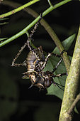 Thorny Bushcricket (Cosmoderus sp) in situ, Mpanga forest, Uganda