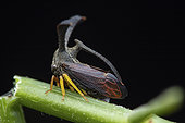 Treehopper (Monanchon sp), Mpanga forest, Uganda
