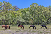 Horses returned to the wild, on the moor along the Letea forest, Danube Delta, Romania