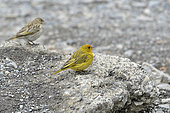 Saffron Finch (Sicalis flaveola ssp. pelzelni), adult male with female in background, Villarrica, Araucania Region, Chile