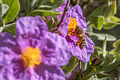 Honey Bee (Apis mellifera) foraging on Grey-leaved cistus (Cistus albidus) flower, Bouches-du-Rhone, France