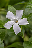 Lesser periwinkle (Vinca minor) 'Alba'