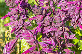 Scarlet sage, Salvia splendens, 'Lighthouse Purple', flowers