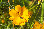 Mexican Aster, Cosmos sulphureus 'Melange', flower