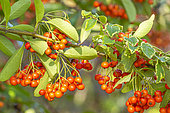 Firethorn 'Saphyr Red', Pyracantha coccinea 'Saphyr Red', berries