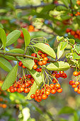 Firethorn 'Saphyr Red', Pyracantha coccinea 'Saphyr Red', berries
