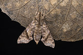 Sphinx (Temnora sp), Kibale NP, Uganda