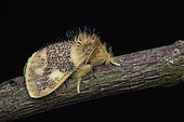 Euproctis moth (Euproctis ceramozona), Kibale NP, Uganda