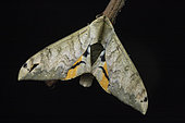 Mulberry Hawkmoth (Pseudoclanis postica), Kibale NP, Uganda