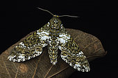 Sphinx (Poliana wintgensi), Kibale NP, Uganda
