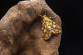 Afrasura moth (Afrasura sp erythrias), Kibale NP, Uganda