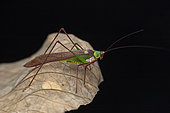Bush cricket (Tetraconcha sp), Kibale NP, Uganda
