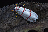 Cyana moth (Cyana amatura), Kibale NP, Uganda