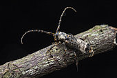 Flat-faced longhorn (Sthenias cf cylindrator), Kibale NP, Uganda