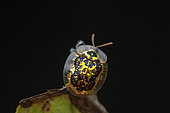 Tortoise beetle (Cassidini sp), Kibale NP, Uganda