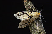 Tiger moth (Afraloa bifurca), Kibale NP, Uganda