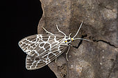 Tiger moth (Galtara reticulata), Kibale NP, Uganda