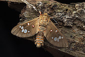 Tiger moth (Balacra preussi), Kibale NP, Uganda