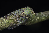 Cicada (Ugada sp), Kibale NP, Uganda