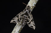 Sphinx (Temnora sp scitula complex), Kibale NP, Uganda