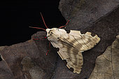 Tiger moth (Disparctia vittata), Kibale NP, Uganda