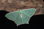Geometer moth (Antharmostes sp - interalbicans or simplicimargo), Kibale NP, Uganda
