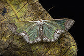 Zamarada moth (Zamara sp), Kibale NP, Uganda