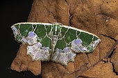 Geometer moth (Archichlora devoluta), Kibale NP, Uganda