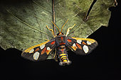 Anapisa moth (Anapisa histrio), Kibale NP, Uganda