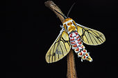 Tiger Moth (Balacra rubrostriata), Kibale NP, Uganda