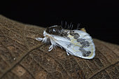 Euproctis moth (Euproctis sp), Kibale NP, Uganda