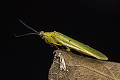 Nigerian flower mantis (Chloroharpax modesta) male, Kibale NP, Uganda