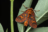 Mecistorhabdia moth (Mecistorhabdia haematoessa), Nyakalengija, Rwenzori mountains, Uganda