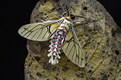 Tiger Moth (Balacra rubrostriata), Nyakalengija, Rwenzori mountains, Uganda